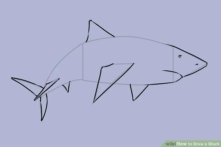 comment-dessiner-un-requin-tutoriel-2-5