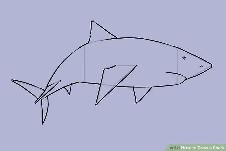 comment-dessiner-un-requin-tutoriel-2-6