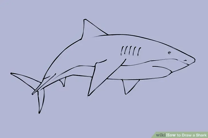 comment-dessiner-un-requin-tutoriel-2-8