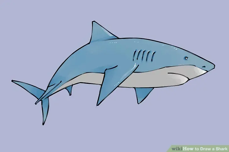 comment-dessiner-un-requin-tutoriel-2-9