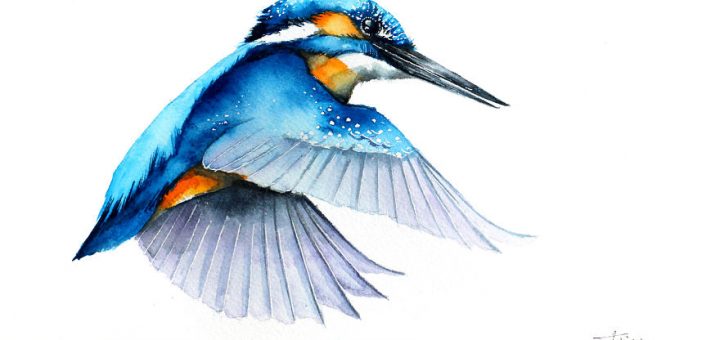 Dessin Oiseau Qui Vole Dessin Realiste Animaux Dessin Oiseau Qui Vole Dessin Realiste Animaux