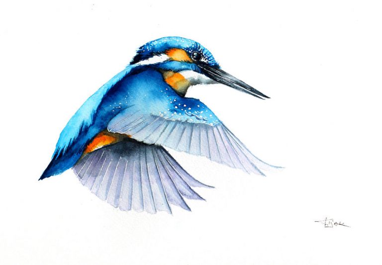 Les délicieuse aquarelles d'oiseaux en vol de Karolina Kijak - Dessein