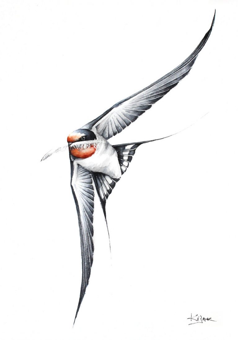 Dessins Oiseaux En Vol