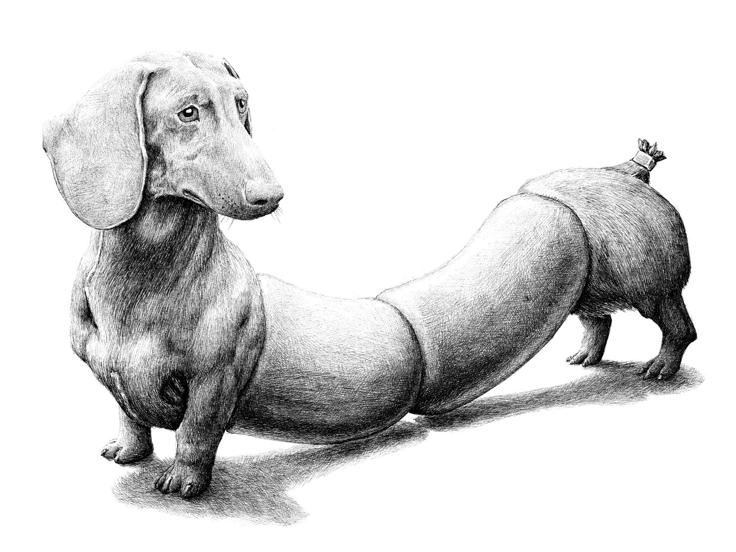 Des-melanges-d-animaux-et-d-objets-par-Redmer-Hoekstra-5