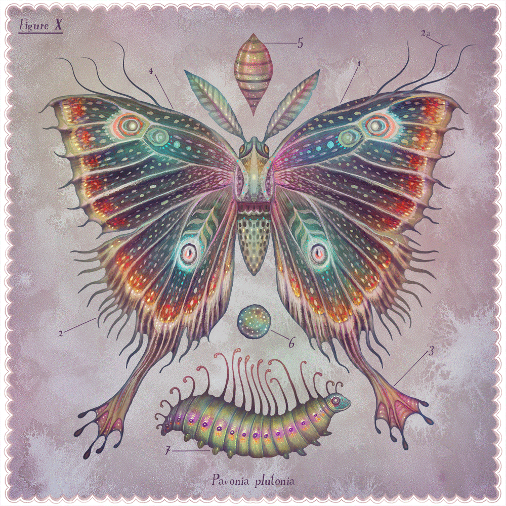 Les-papillons-scintillants-de-Vlad-Stankovic-