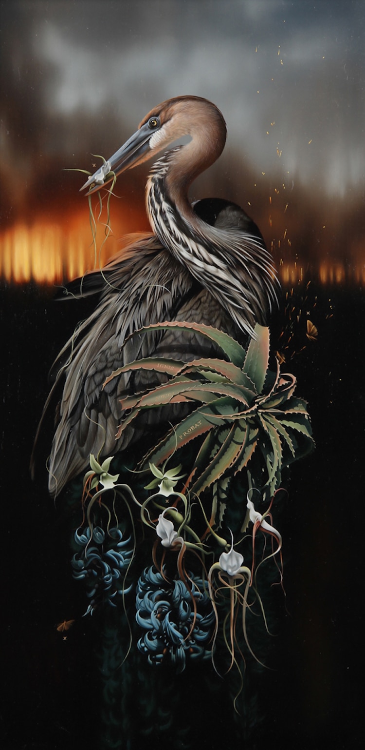 Les-portraits-d-oiseaux-mysterieux-et-inquietants-de-Josie-Morway-12