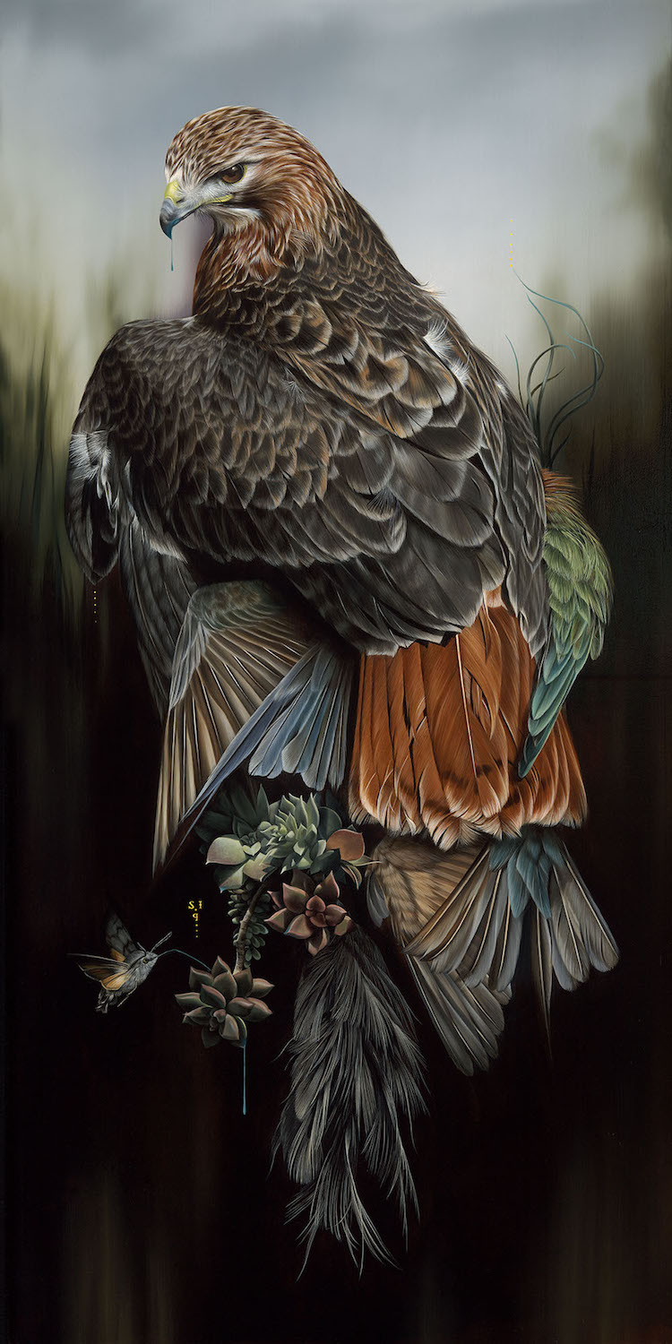 Les-portraits-d-oiseaux-mysterieux-et-inquietants-de-Josie-Morway-14