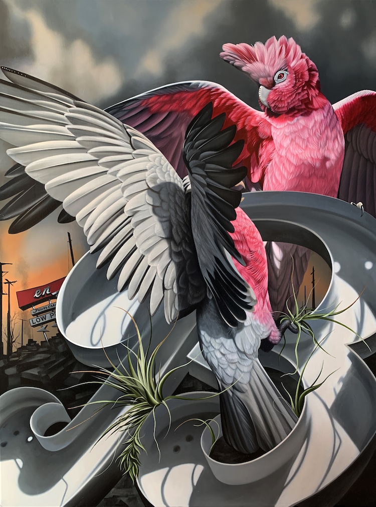 Les-portraits-d-oiseaux-mysterieux-et-inquietants-de-Josie-Morway-7